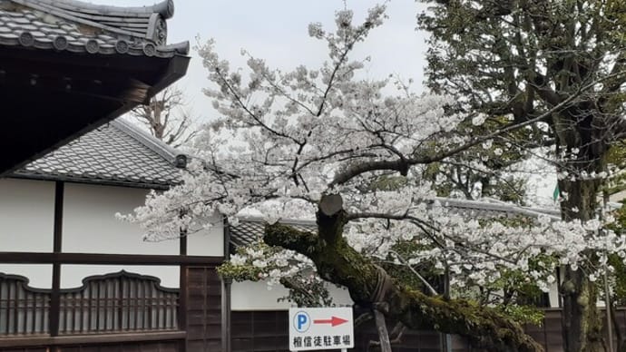 東叡山寛永寺の桜／2024年