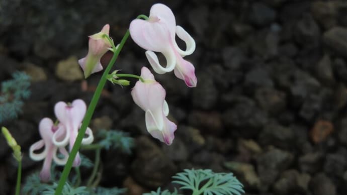 イチオシ!高山植物室の花たち~咲くやこの花館(4)