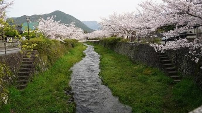 一の坂川の桜を堪能