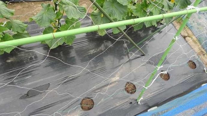 2023年_キュウリ種の直播き、畑の様子