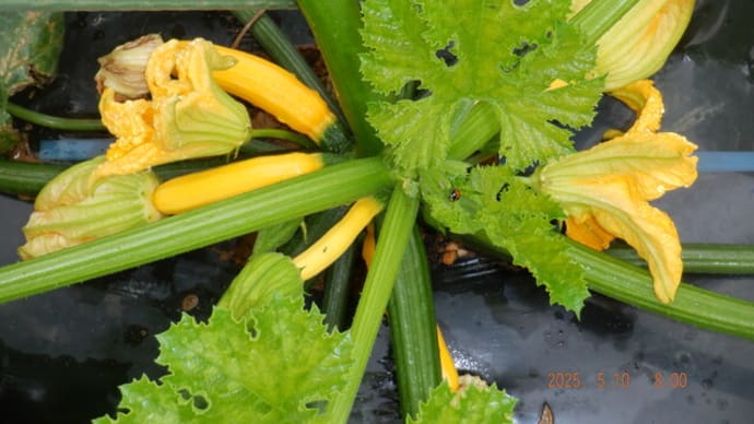 止み間の点検(畑・花壇)で休息日
