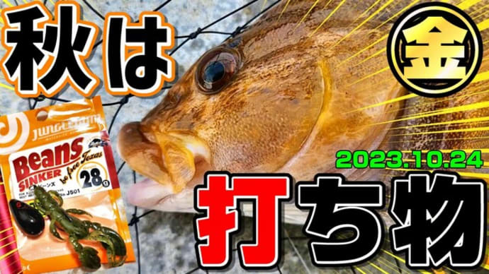 黄金アイナメ炸裂!テキサスリグで磯・漁港ロックフィッシュ♪