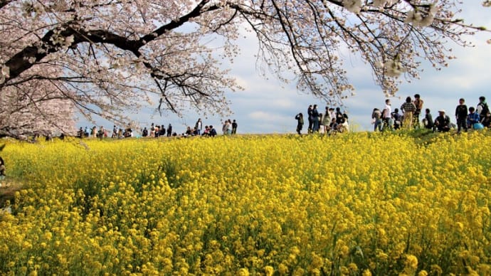 桜と菜の花の競演