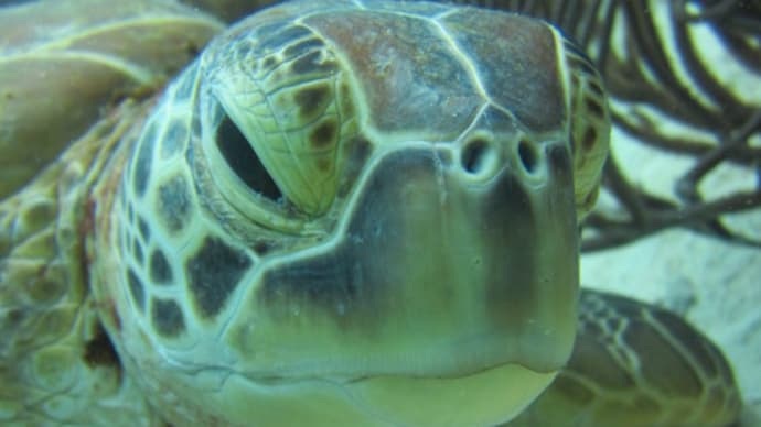 ウミガメの超ドアップ 閲覧注意