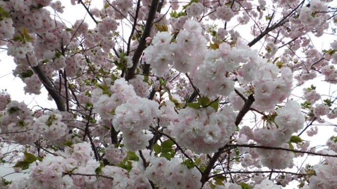羊のいる 桜のきれいなデイサービスセンター