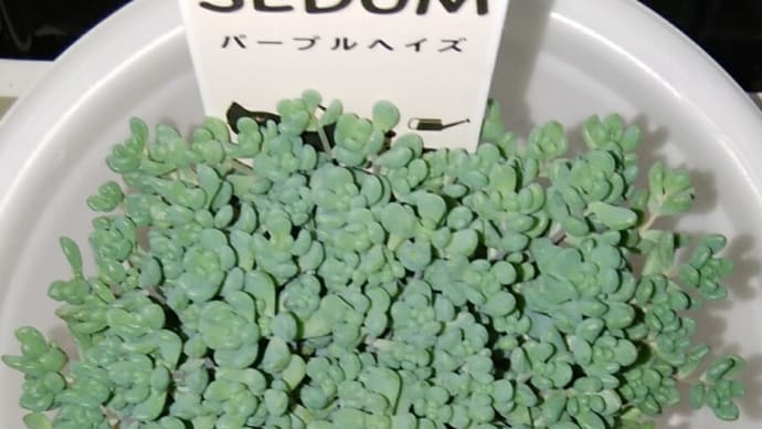 セダム・パープルヘイズ 20240518