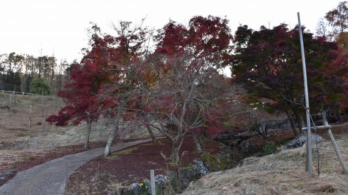 もみじ狩り　静岡県伊豆市修善寺　虹の郷　フェアリーガーデン（4）ラクウショウ