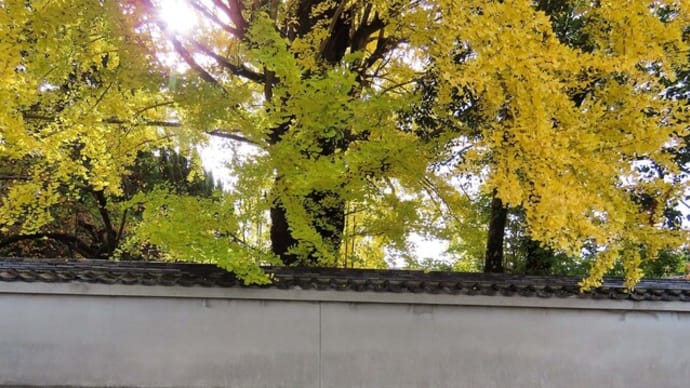 随心院 和傘の彩展