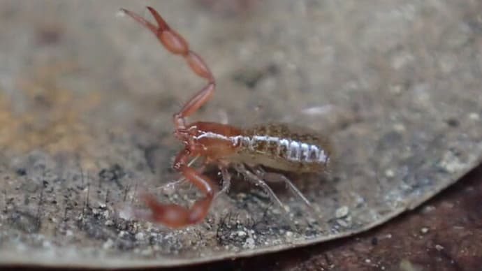 アカツノカニムシ Pararoncus japonicus かに？：陸のプランクトンたち