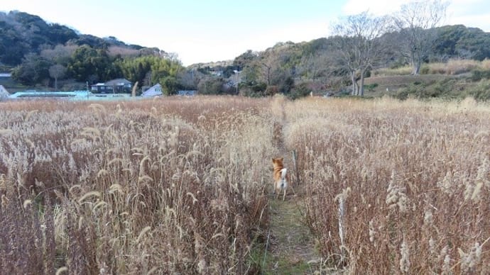 お昼のお散歩は、葉山町と横須賀MIX