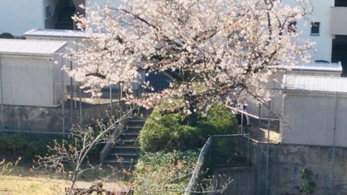 桜2024ー2