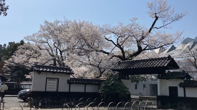 長姫のエドヒガン桜