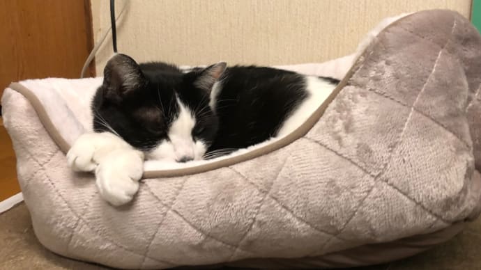 今日は?、、、わんこの日。