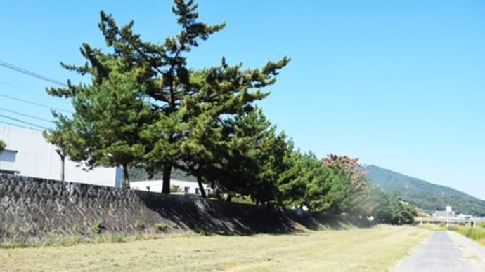 安芸区:中野砂走の出迎えの松