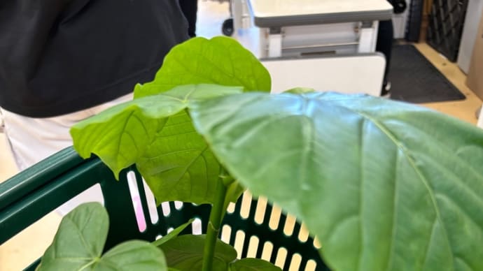 おひとりさまドライブゴーゴーで出会ったもの・・・ミーハーな観葉植物