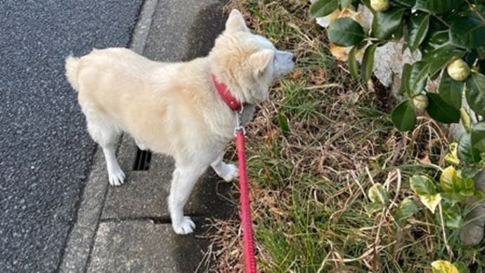 NHK文化センター柏日曜日クラス~トスコ襦袢縦衿どうして解いたの⁇😢