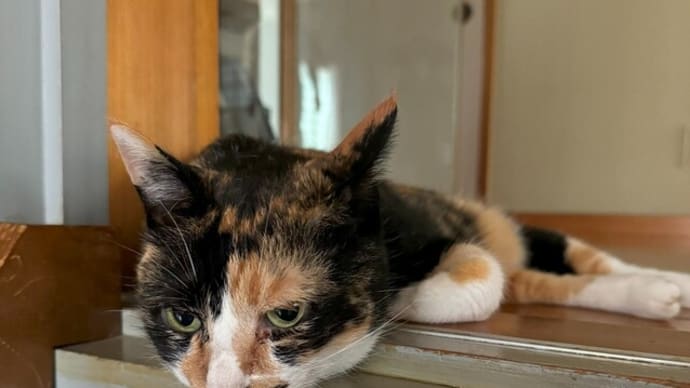野生の血が騒ぐ🐯