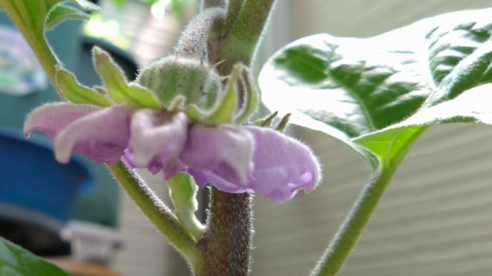 フィレンツェの栽培10 開花🏵️