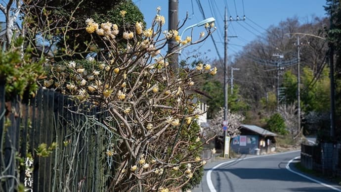 春を待つ散歩道。