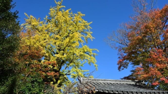 龍福寺の紅葉