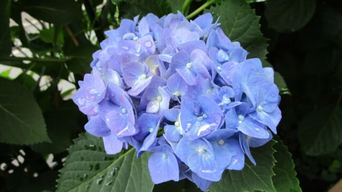 紫陽花