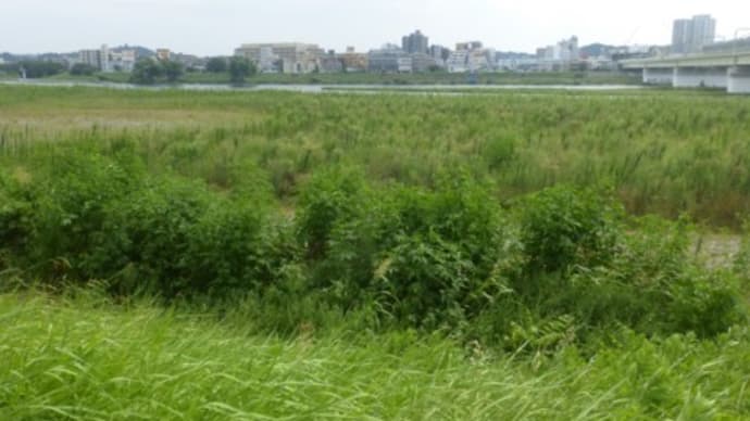 河川敷グラウンドに草が生え…多摩川夏景色シリーズ