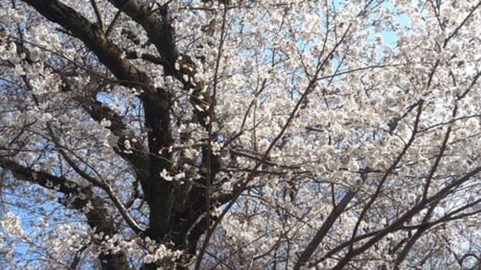 春爛漫! 京都の桜の風景・・・