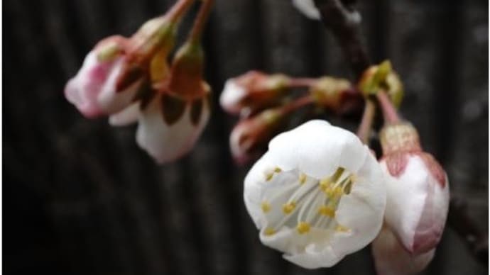 ほころぶ蕾
