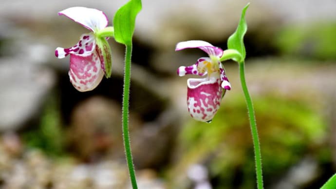 カテゴリー「男鹿の花図鑑」の目次