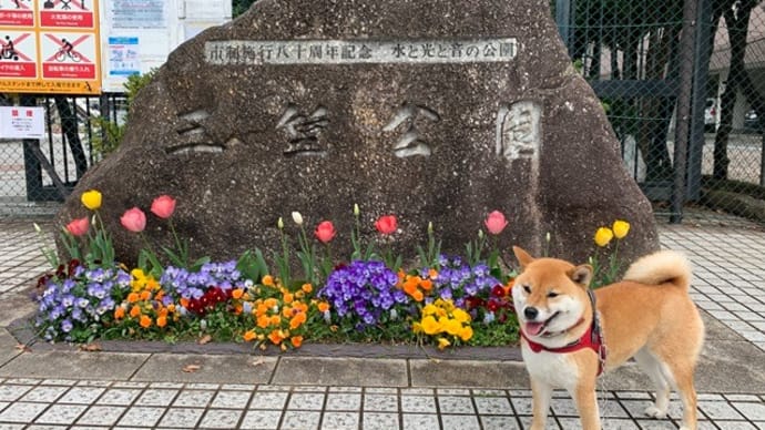 今日は三笠公園付近で、桜ウォッチ！