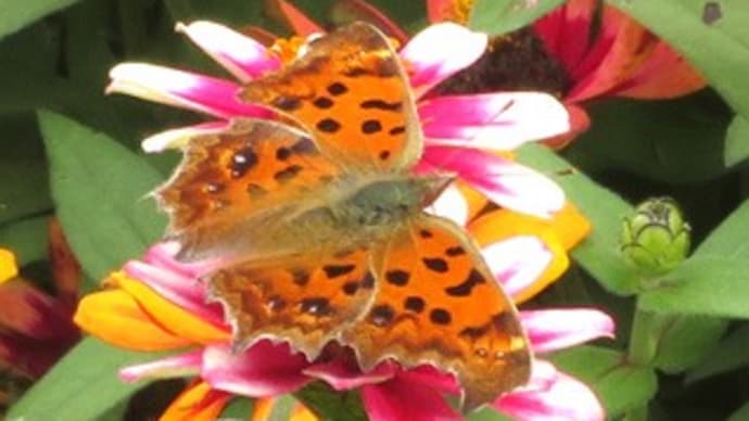 タテハチョウ科「キタテハ」