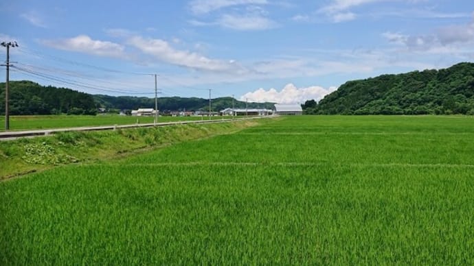 青空にモクモクもくもく夏の雲(せんぞーがり)