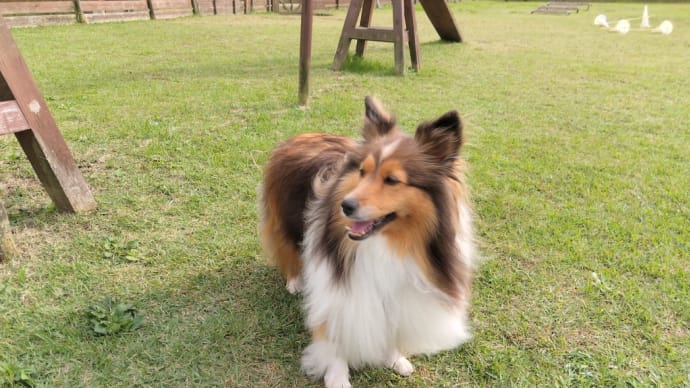 秋の旅行② ペットと泊まれるお宿「御宿小笠原」🐶