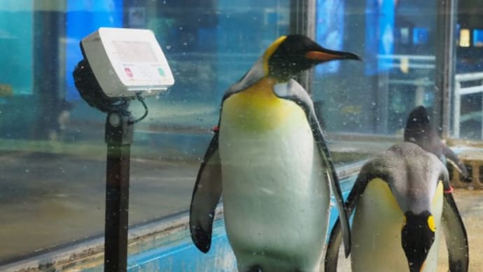 王様ペンギン on 体重計