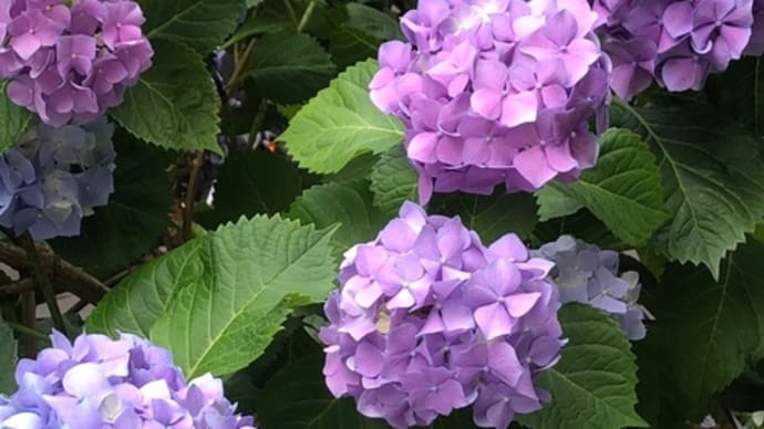 今日から梅雨だそうで。。