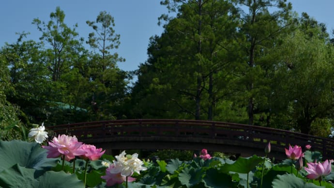 真夏の水生植物公園みずの森