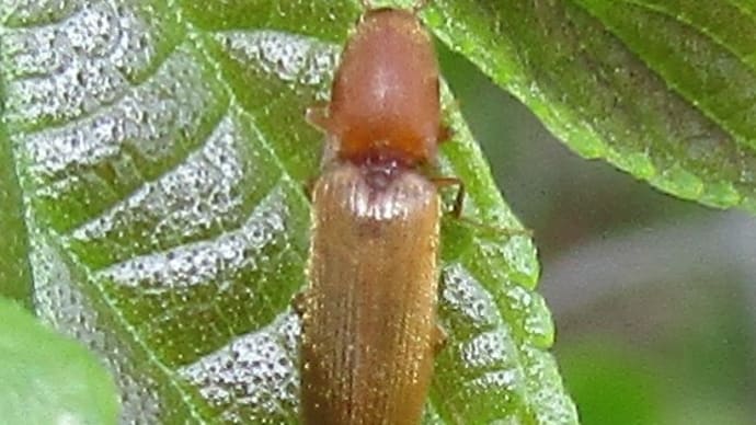 キバネホソコメツキ♀220505