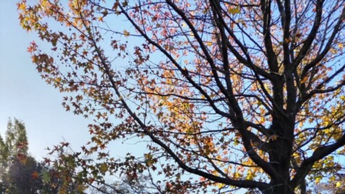 紅葉