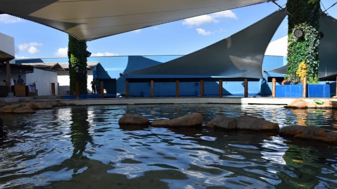 2019、2020年末年始　フィリピン・セブ旅行（2日目-12）Cebu Ocean Park：Stingray Interaction（アカエイとの交流）