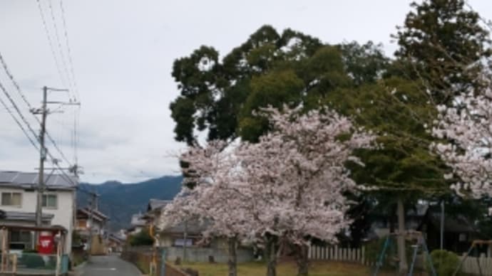 雨の4月スタート ~桜③~