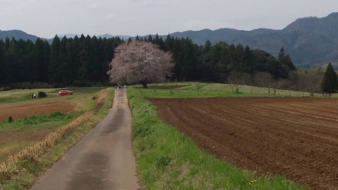 【友人提供】田住の一本桜