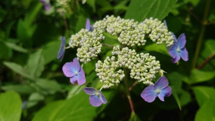 梅雨前の花図鑑～仙台市野草園にて