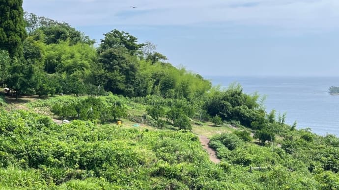 7月初旬の灘浦みかん畑