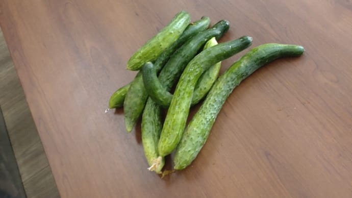 きゅうりをいただきました🥒