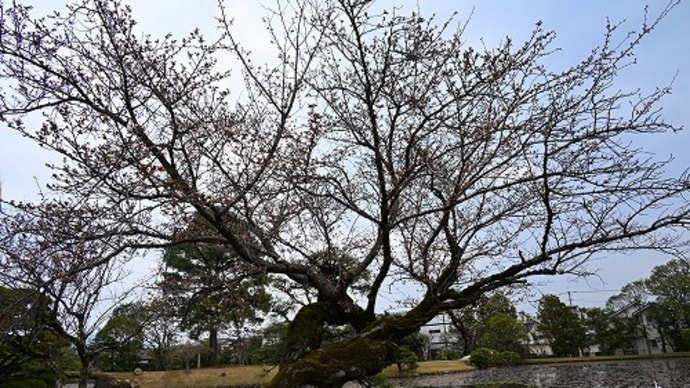衆楽園 （旧津山藩別邸庭園）桜