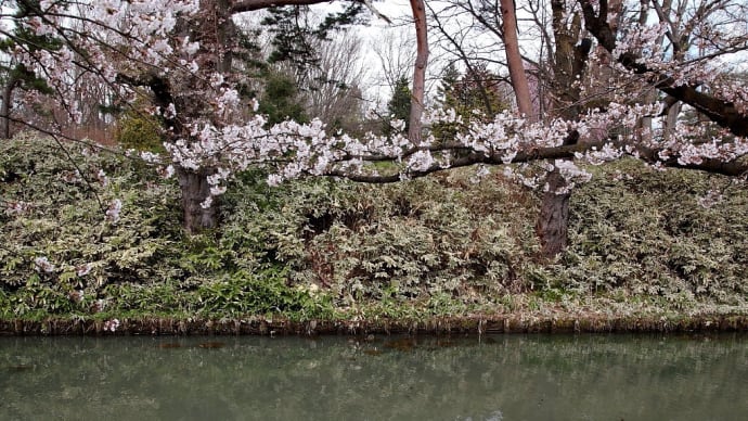 弘前公園(弘前城)の桜 その2
