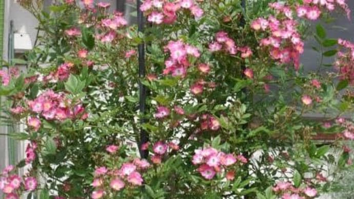 休日の過ごし方 42日目 ピンクの花たちが待ちわびて
