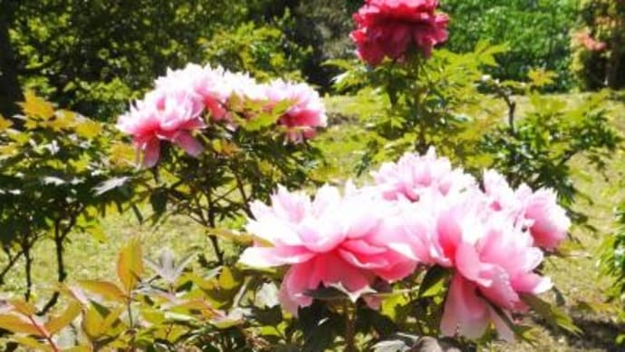 2025年 4月21日(月)の「旧芝離宮恩賜庭園」・「港区立イタリア公園」・「浜離宮恩賜庭園」(2)