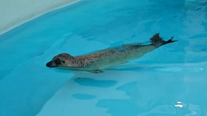 海獣の子供・再
