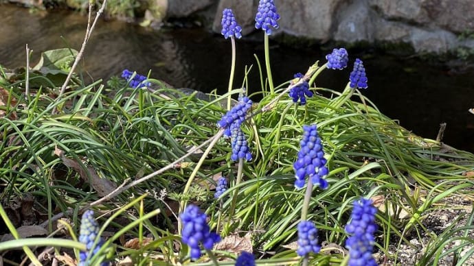 桜が咲く頃、道端ではムスカリも鮮やかなパープルブルーで、存在感をアピールしてくる